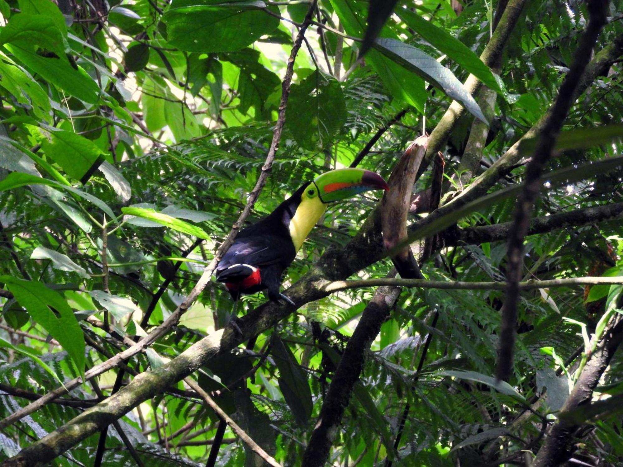 Smile Jungle Hostel Puerto Viejo de Talamanca Ngoại thất bức ảnh