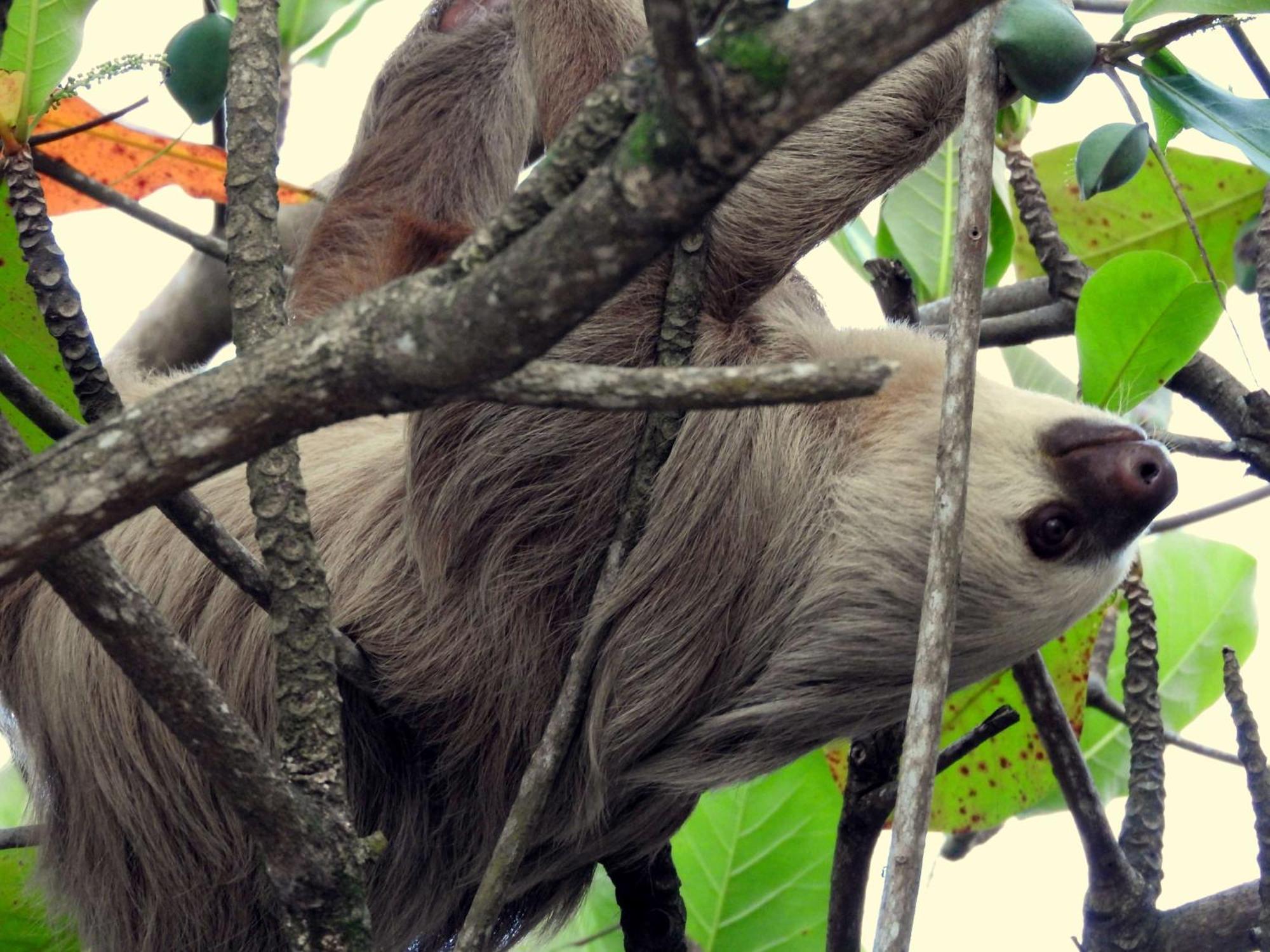 Smile Jungle Hostel Puerto Viejo de Talamanca Ngoại thất bức ảnh