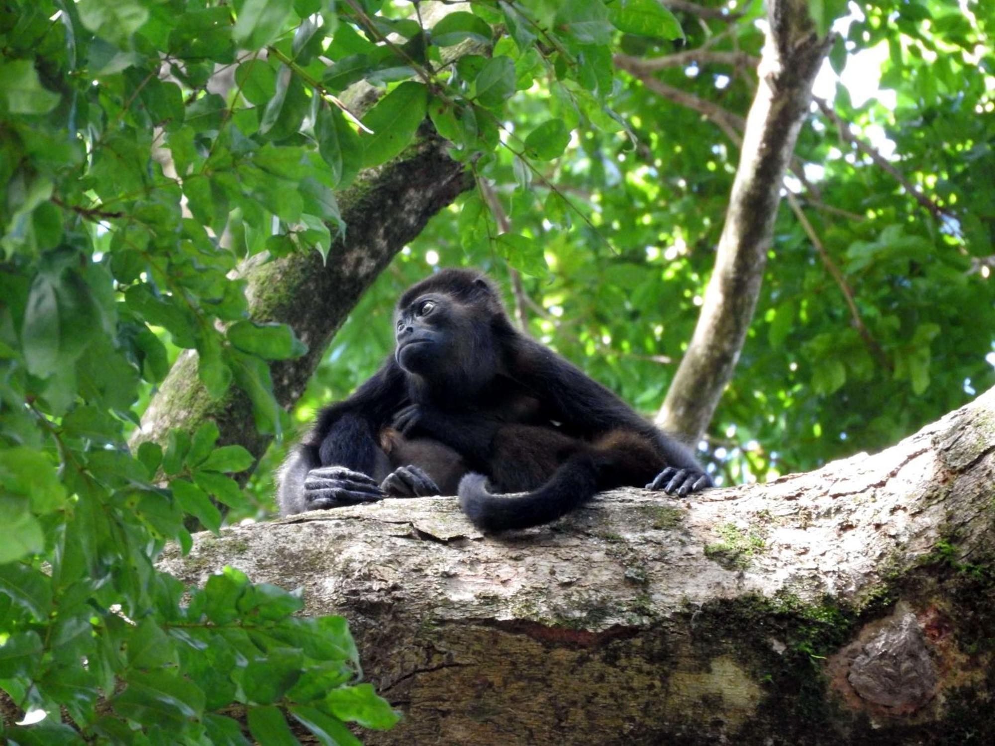 Smile Jungle Hostel Puerto Viejo de Talamanca Ngoại thất bức ảnh