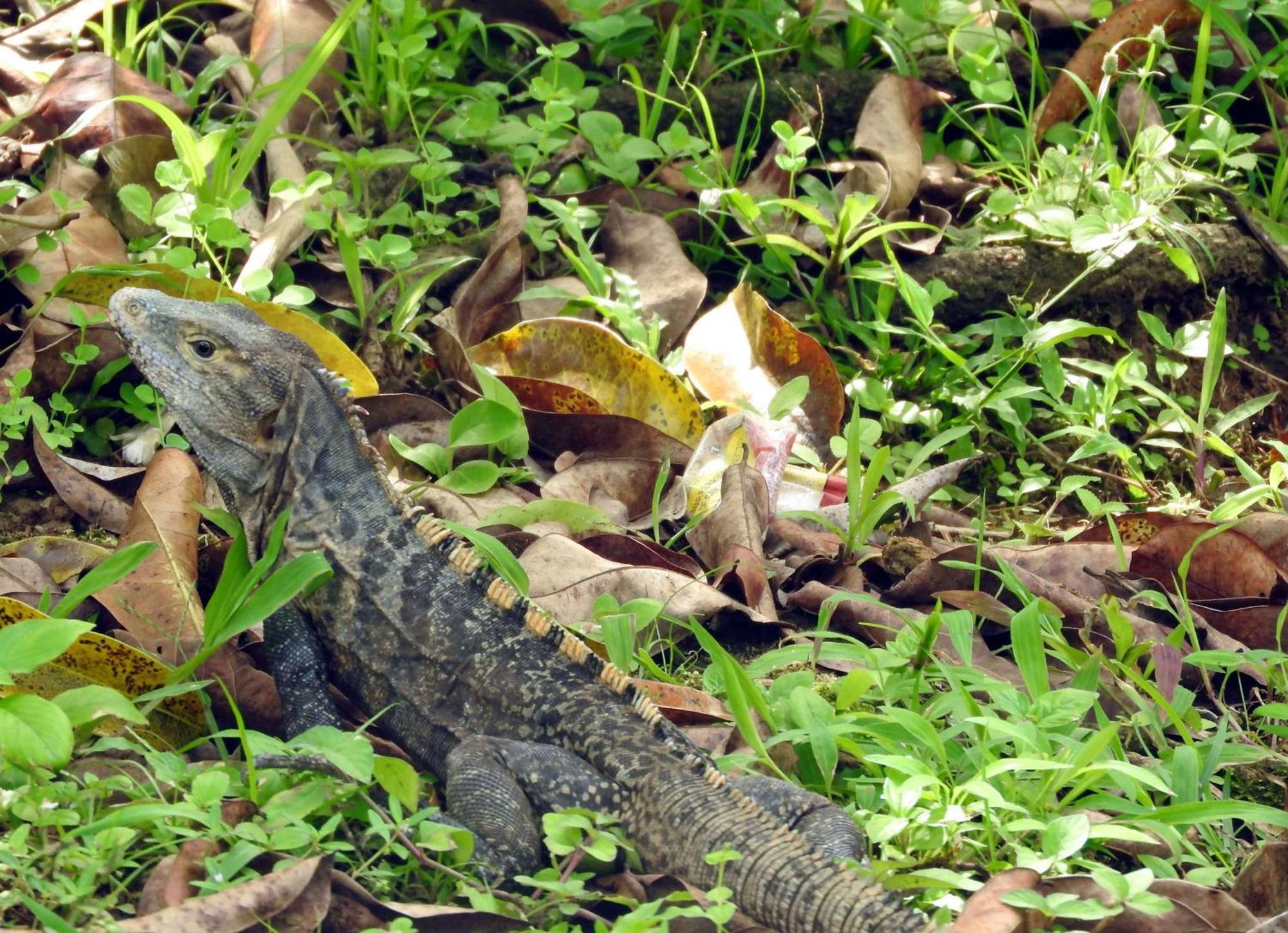 Smile Jungle Hostel Puerto Viejo de Talamanca Ngoại thất bức ảnh